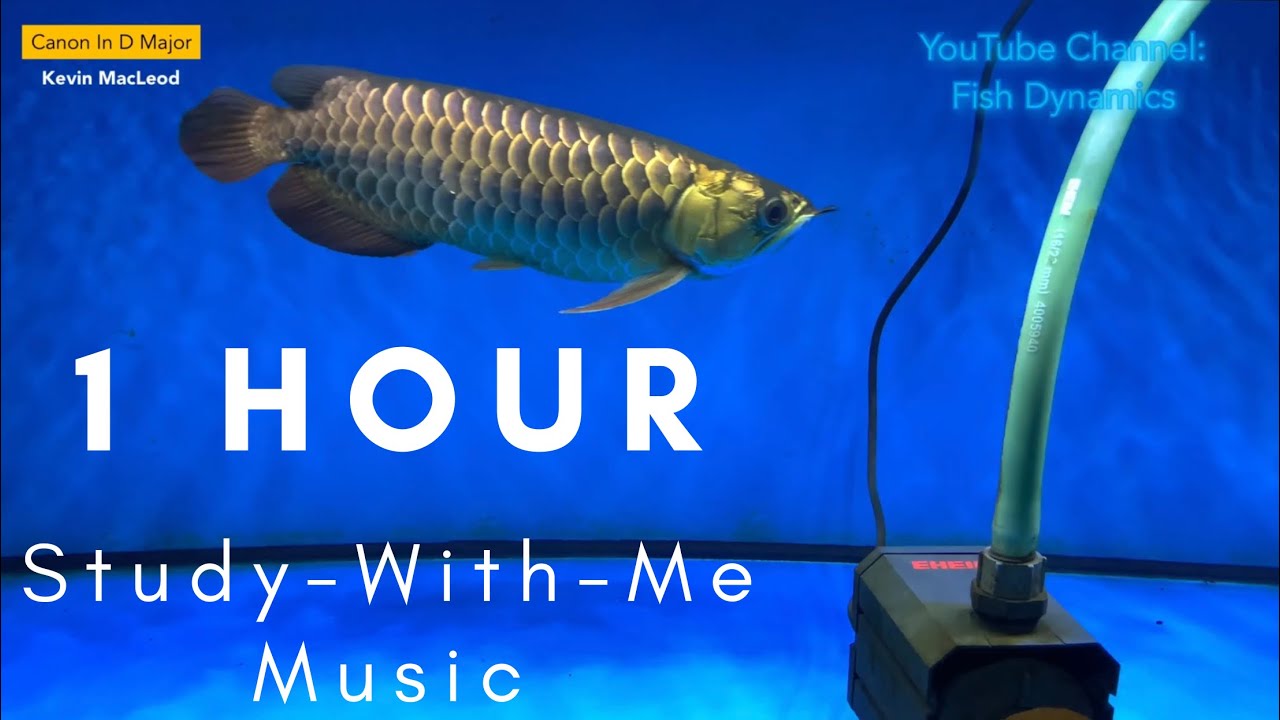 【One Hour Pomodoro】Study-With-Me Music with Rain & Thunder (Arowana Session) | 