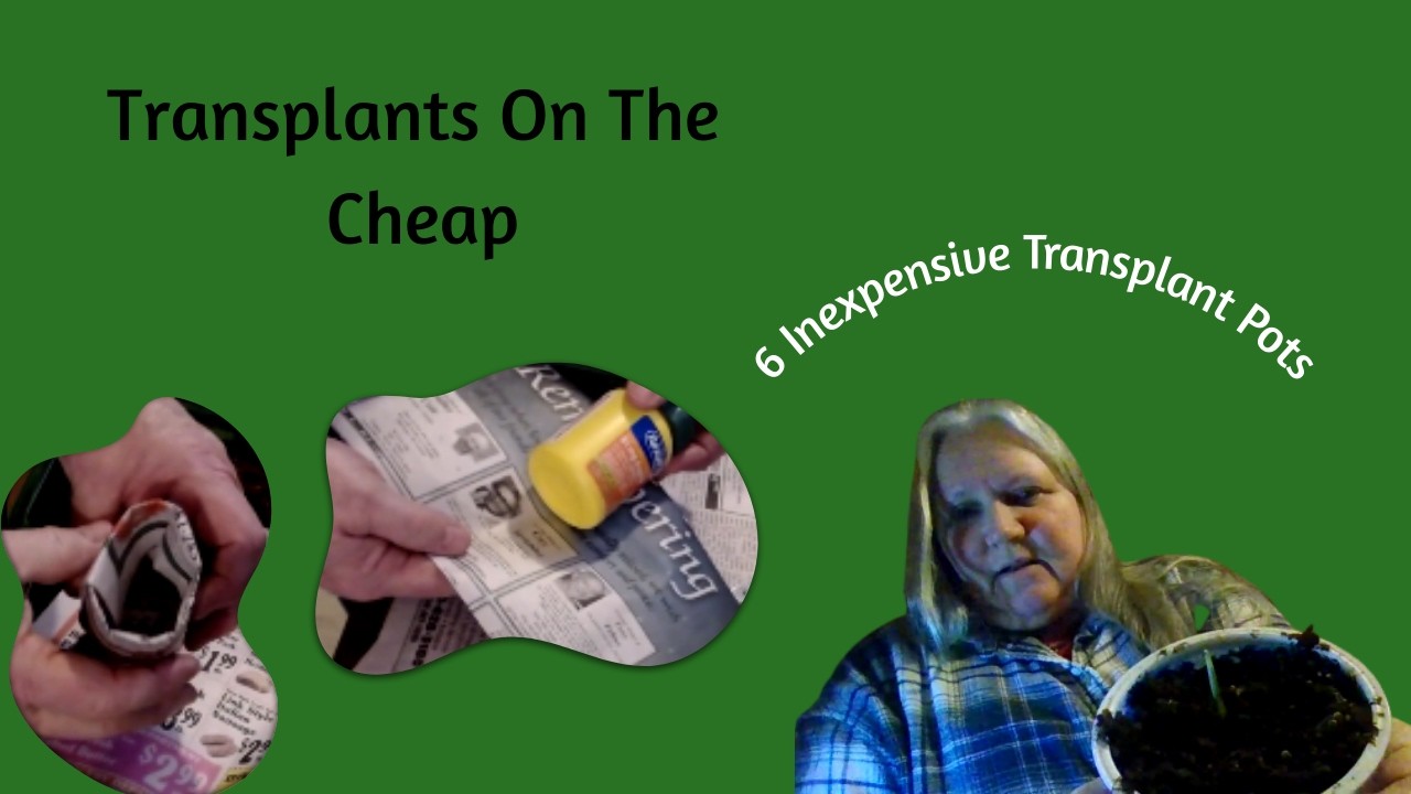 6 Simple and Effective Pots For Your Transplants - Creative Resiliency