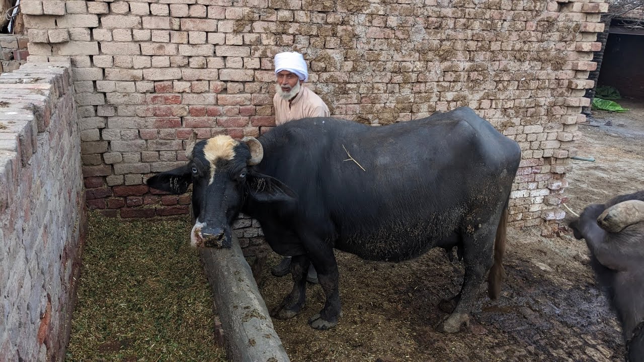 Evening time buffalo farming|| buffalo Care in village.