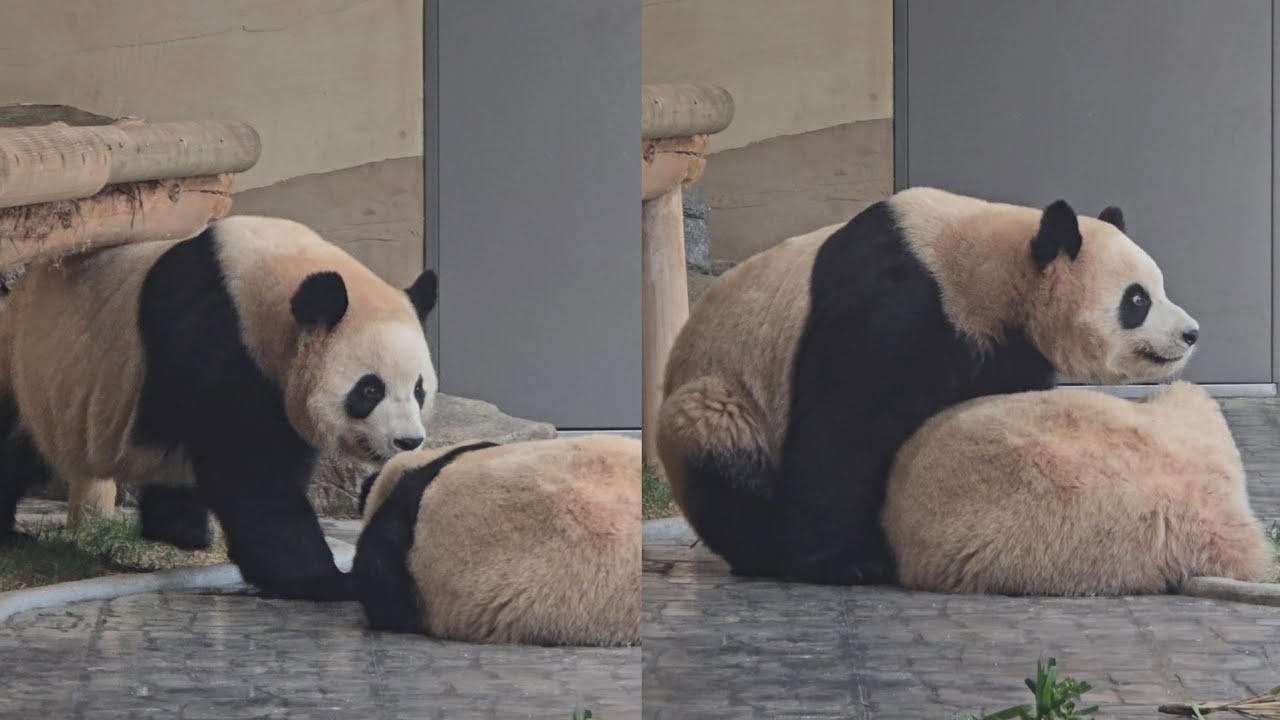 [ep.772]26.02.15 자고있는 동생 안아주는 루이♡