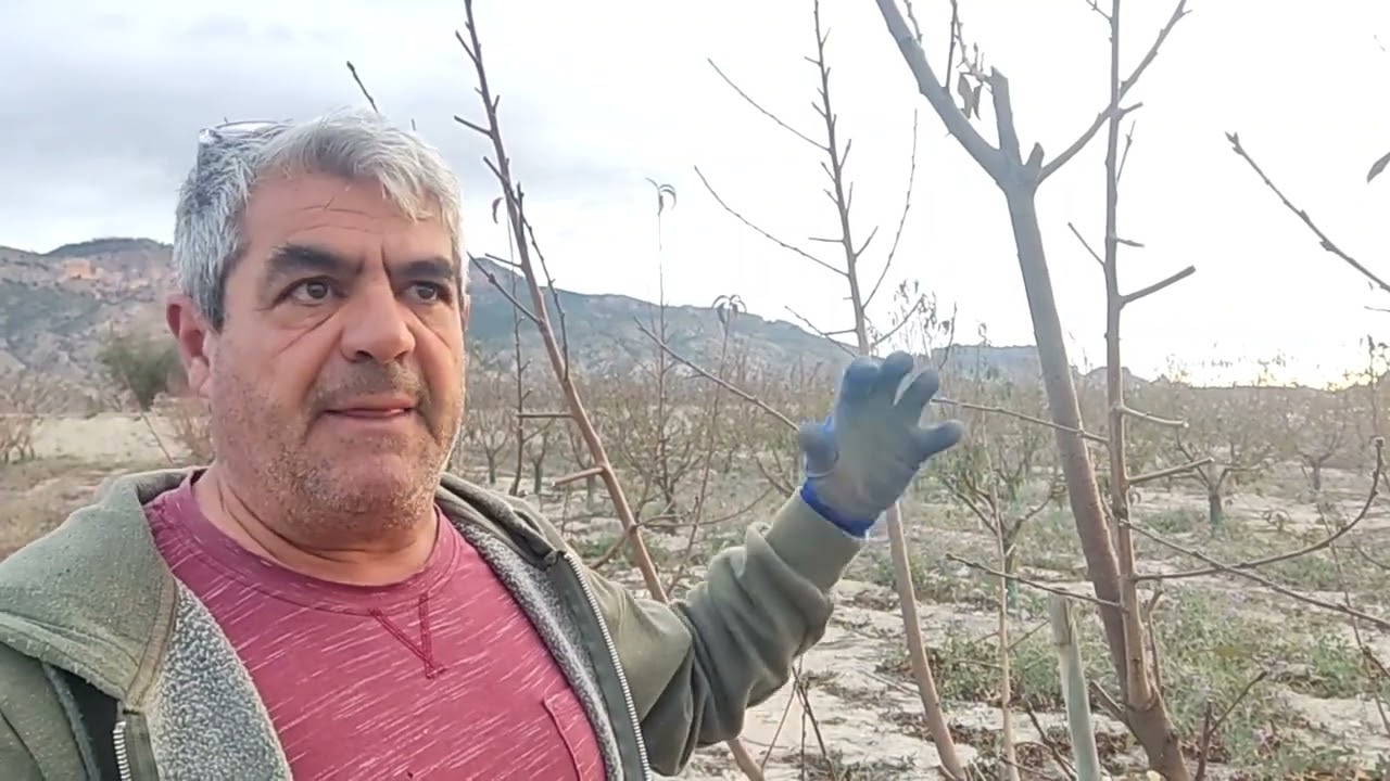 Efectos de un abonado mal equilibrado en árboles jóvenes y como contrarrestarlo con la poda