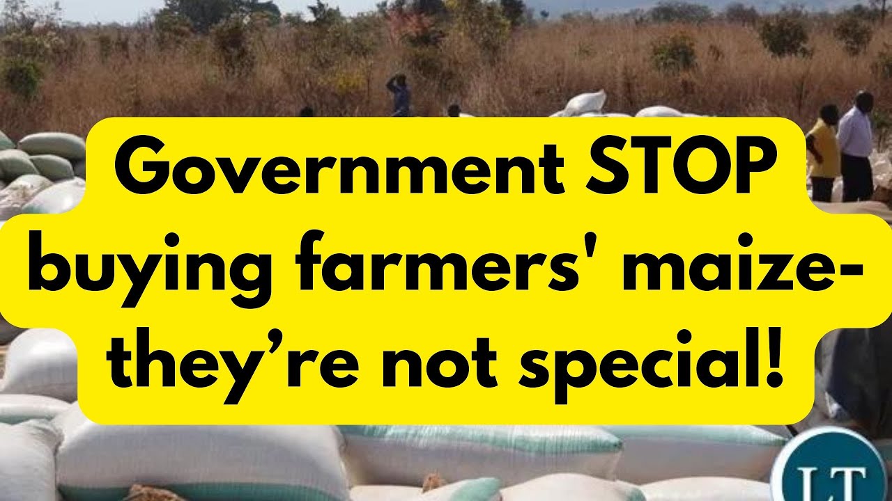 The government should NEVER buy farmers' maize at all!
