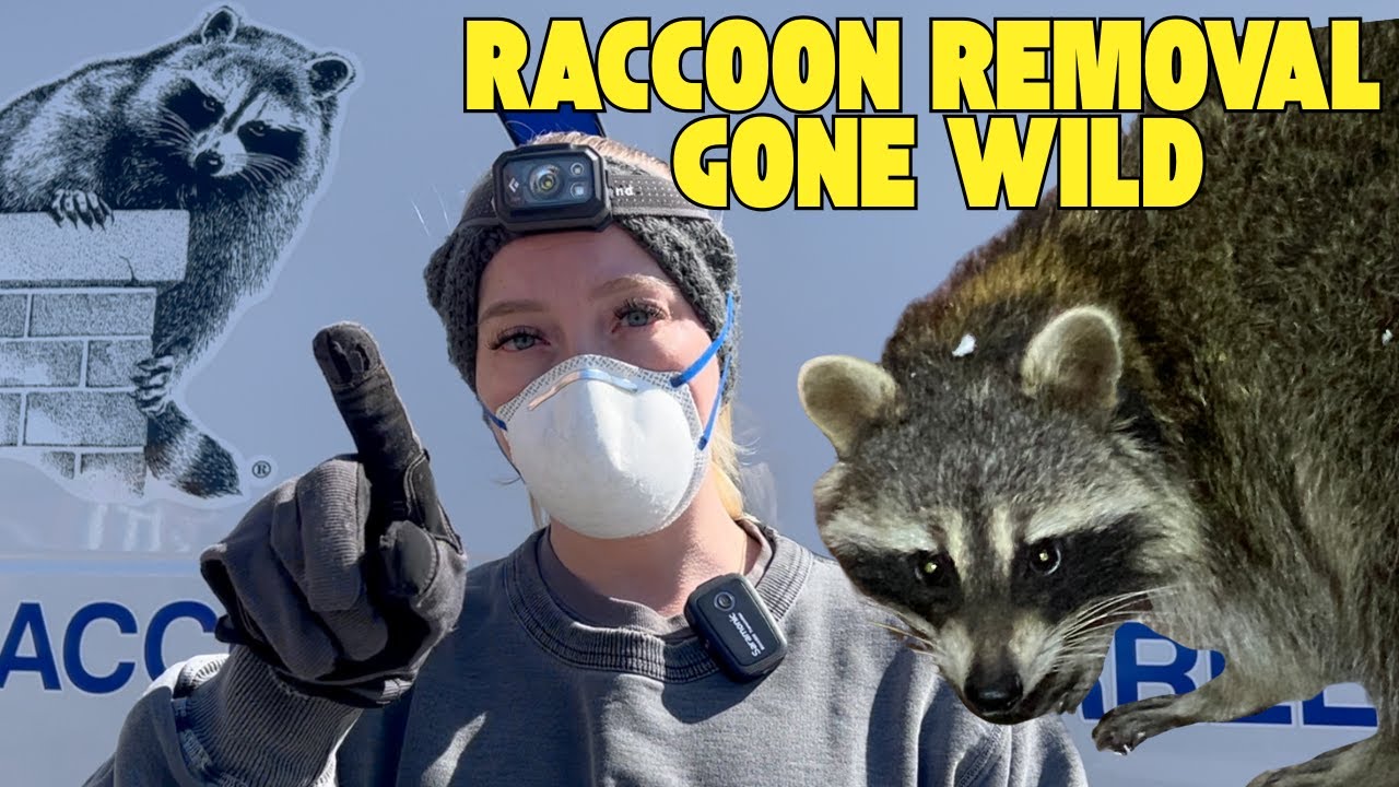 Raccoons in the Attic!? Wait Until You See What Was Inside the Wall