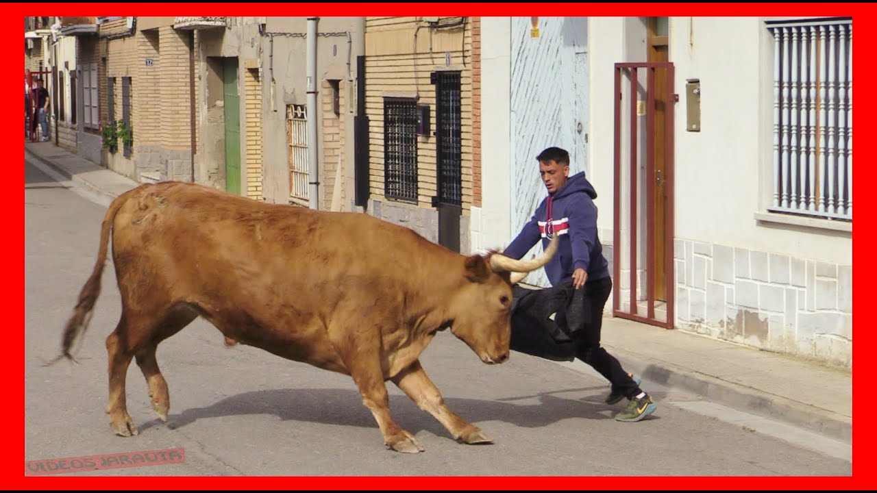 LUCENI ( ZARAGOZA ) TARDE VACAS CALLE ( DOMINGO 30 ABRIL 2023 ) GANAD.ARRIAZU