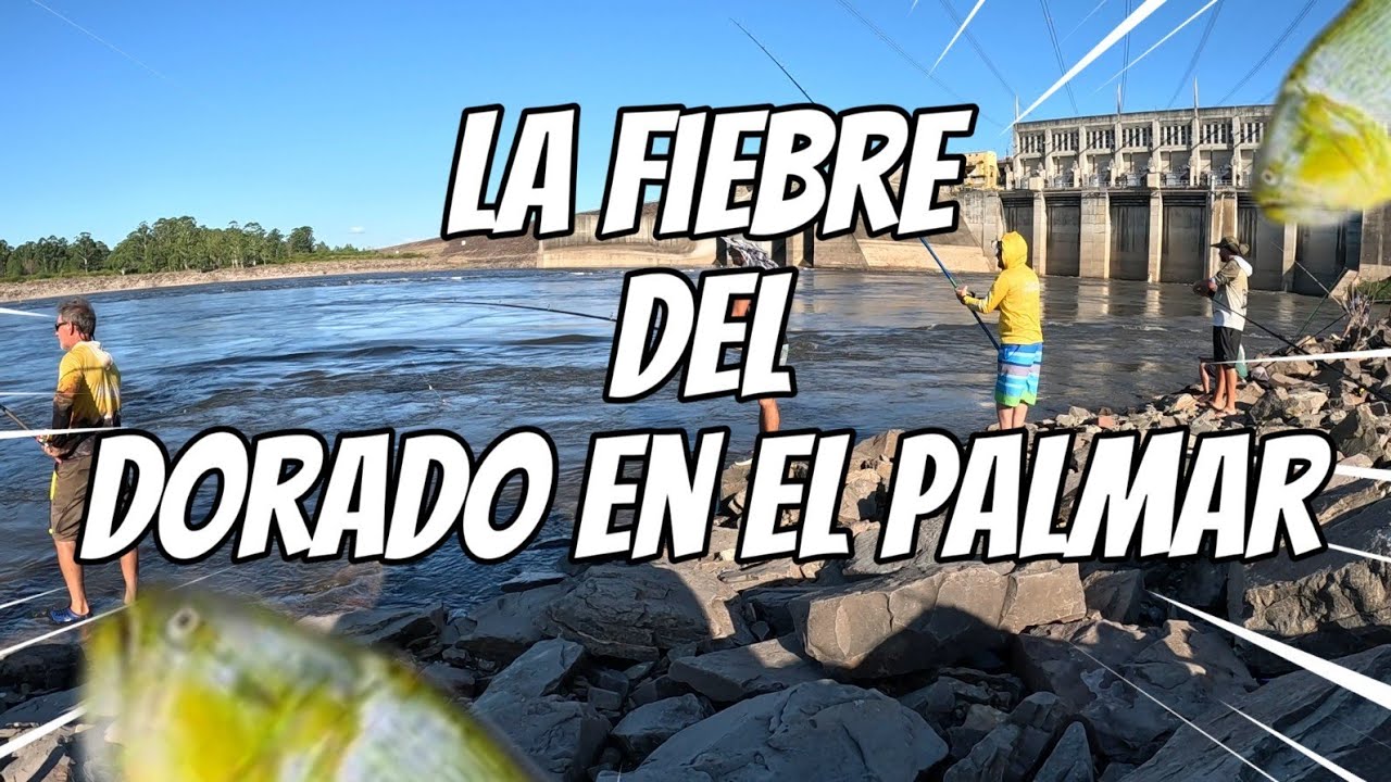 La fiebre del dorado en el palmar
