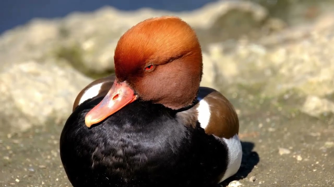Experience the allure of nature's birds in stunning 4K and indulge in their beauty.