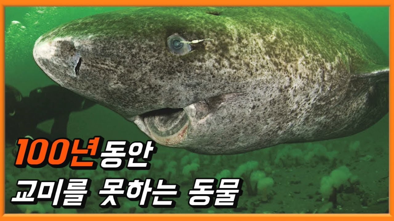 알고보면 처절하게 불쌍한 동물