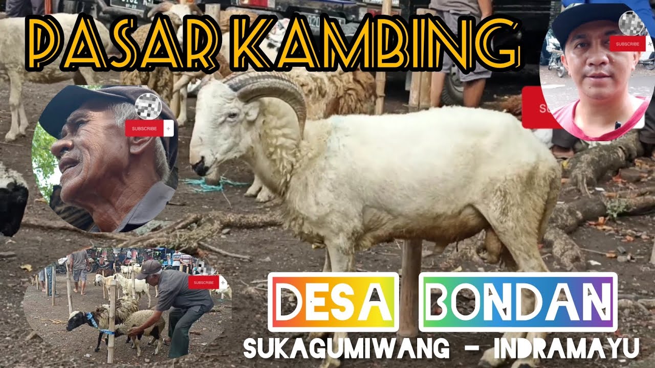 PASAR KAMBING // DESA BONDAN SUKAGUMIWANG INDRAMAYU