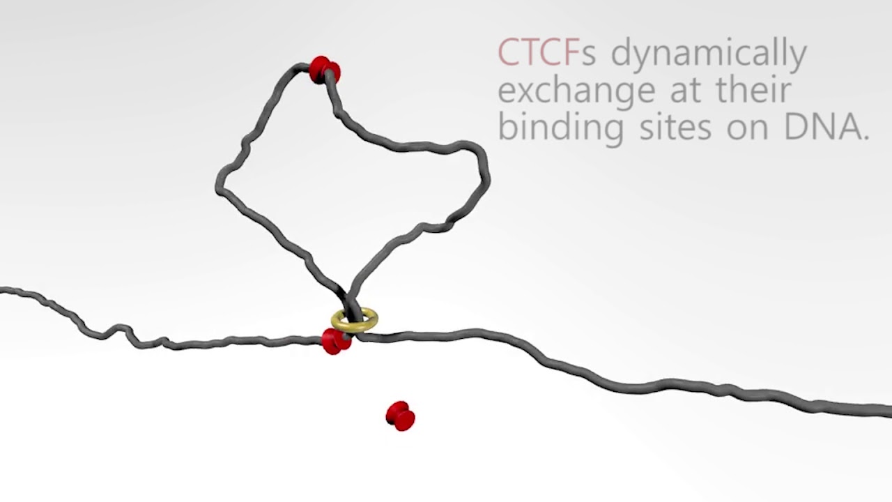 Loop Extrusion Waltz