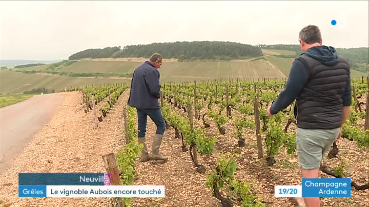 Vignoble de l'Aube : Les Riceys et Neuville-sur-Seine touchés par la grêle