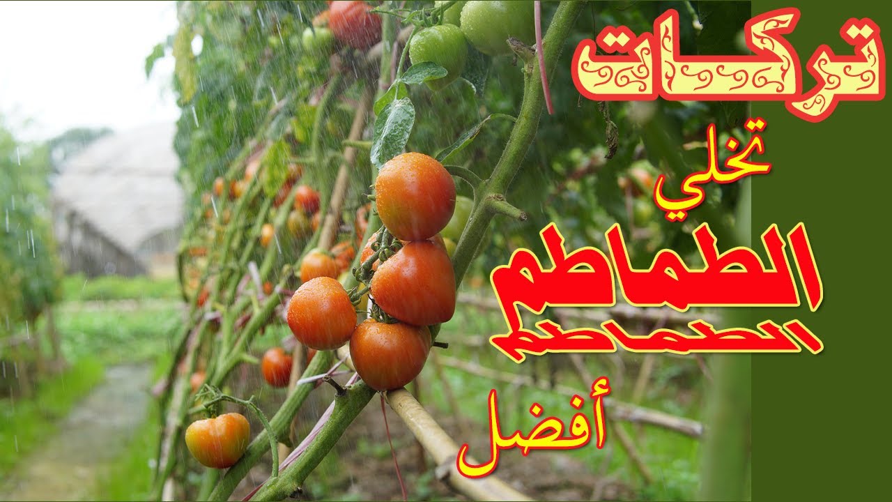 تركات نقل شتلة الطماطم - جذور أكثر ثمار أفضل وابتكار لتسلقها
