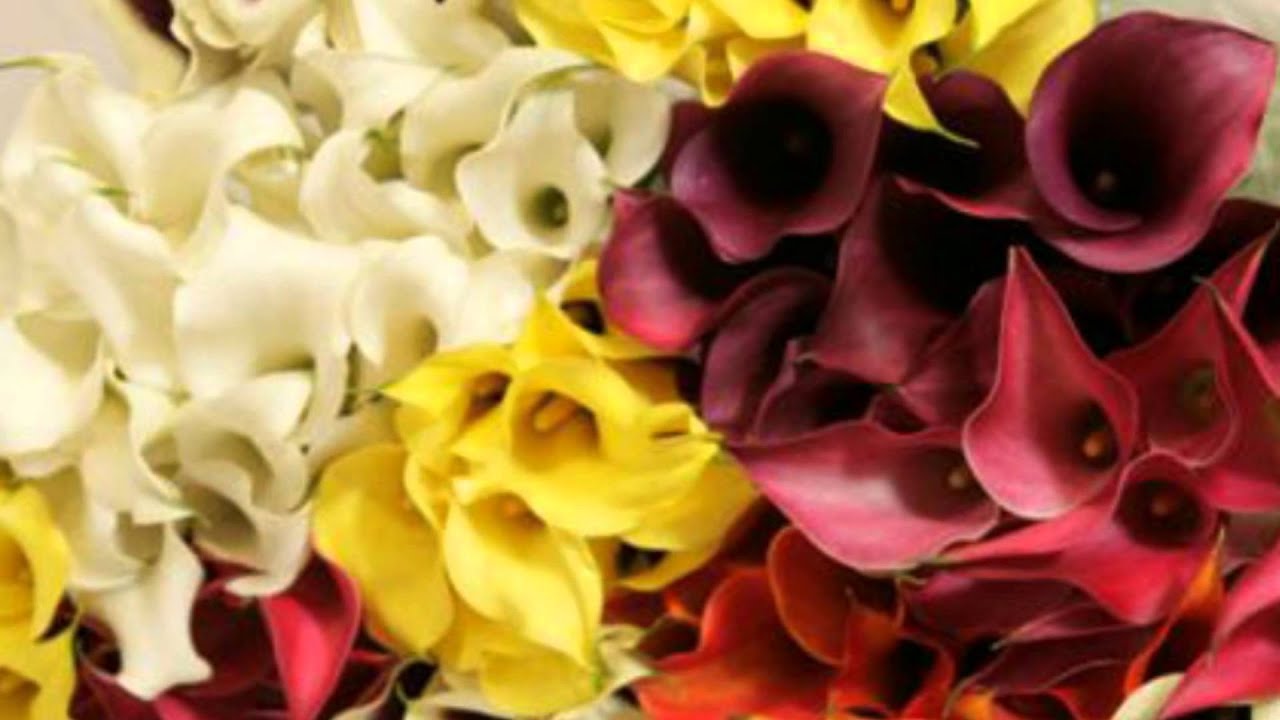 Wholesale Fresh Flowers SC -- DIY Bridal, Event | Upstate Flower Market