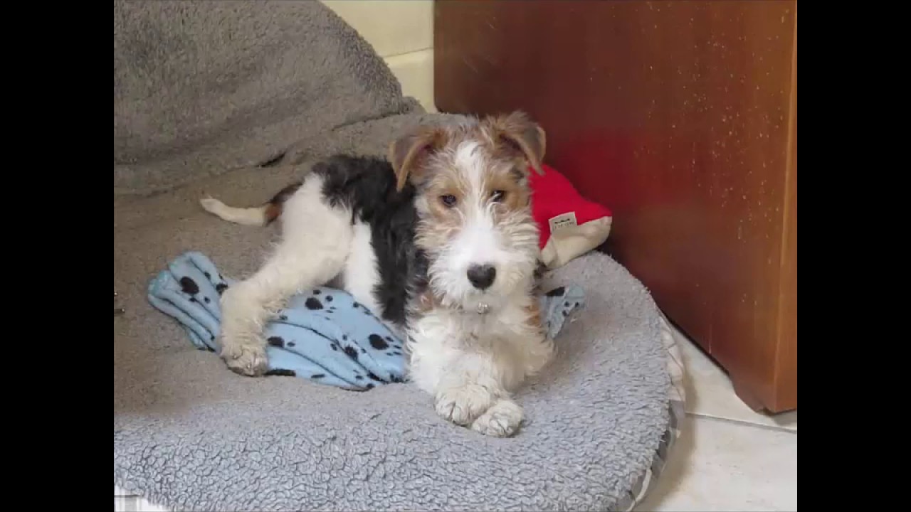 Flender : Wire Fox Terrier - First year in new home