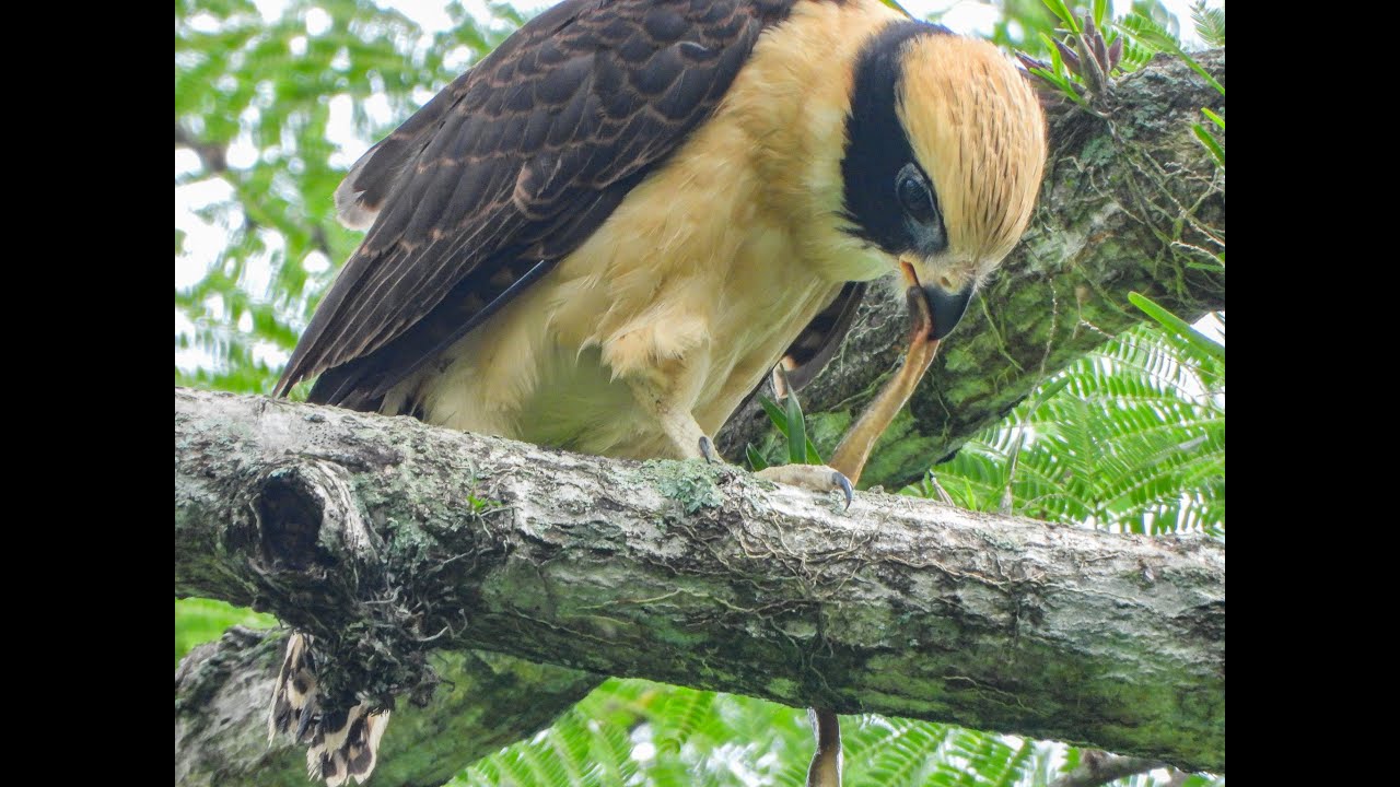 Laughing Falcon mother feeding a snake to her juvenile