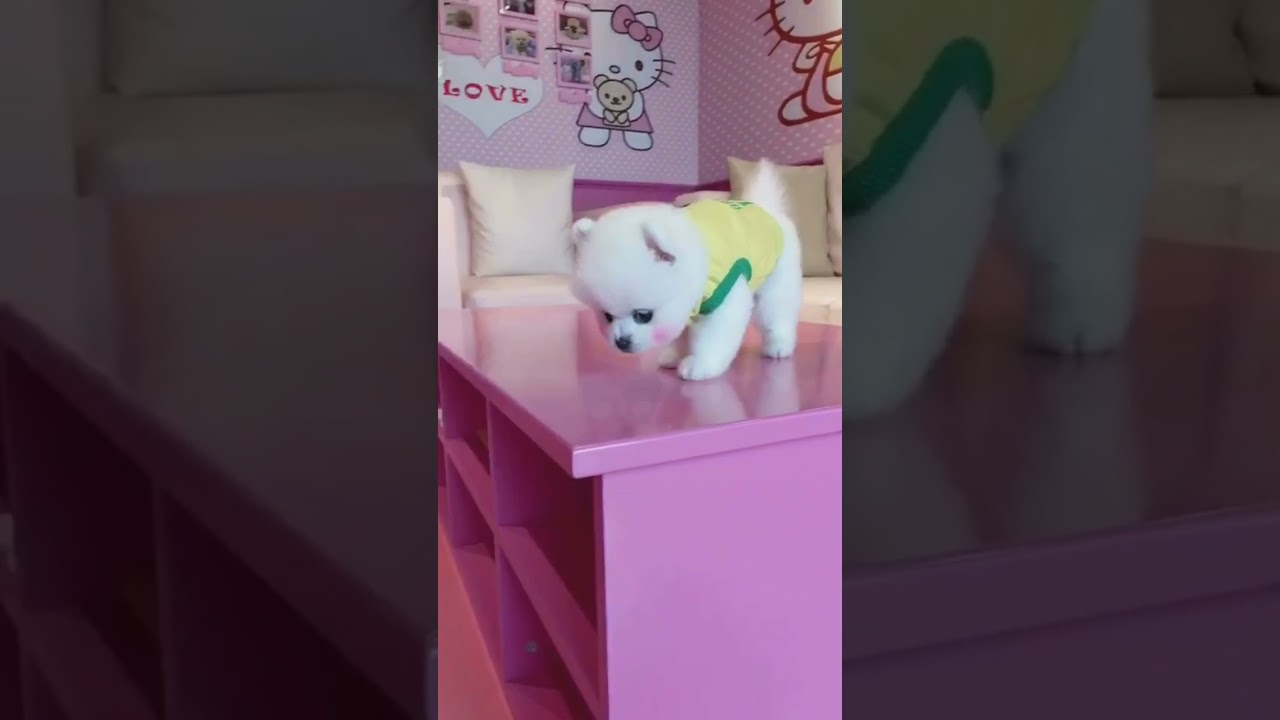 Cute Puppy lovely  Care #short #4656