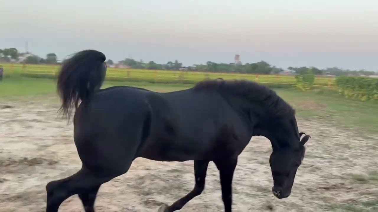 (PUNJAB SHINGAR ).   7 cror price 💀  The india’s best marwari horse  #horses 