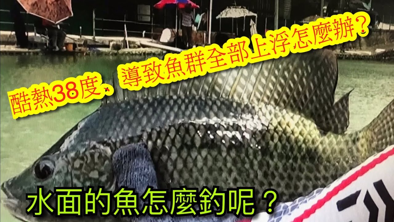 釣魚池釣福壽魚（水面的魚群怎麼釣呢？）休閒池、酷熱38度、導致魚群全部上浮水面怎麼辦？火車龍、極速目印技、超級水霧誘餌、粒子拉毛、雙鉤併2019.7.14