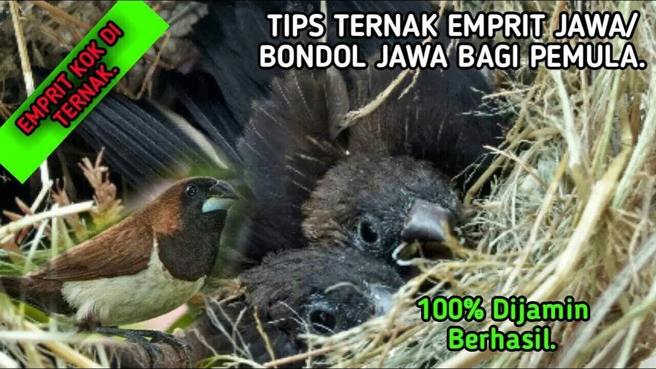 Cara beternak Emprit Jawa (Emprit Jowo/Emjo)