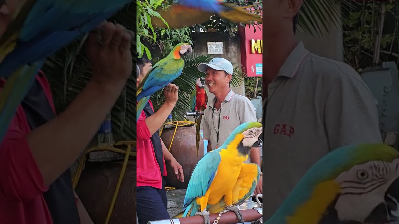 CUỘC THI VẸT NAM MỸ