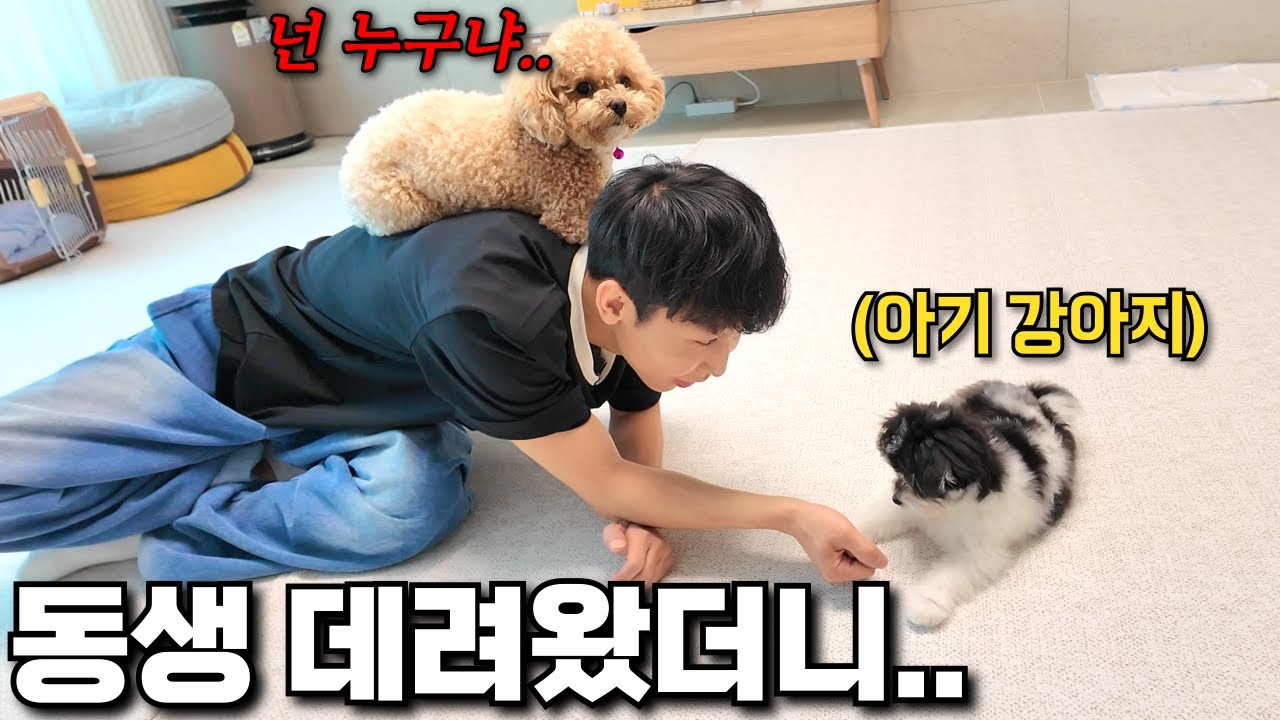 토리가 동생과의 첫 만남에서 물렸습니다..🚨