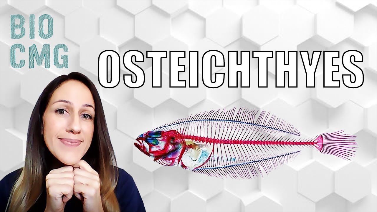 Osteichthyes: classifica&ccedil;&atilde;o e biologia dos 