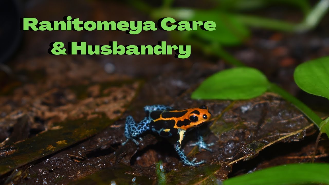 Ranitomeya Care Focusing on imitators