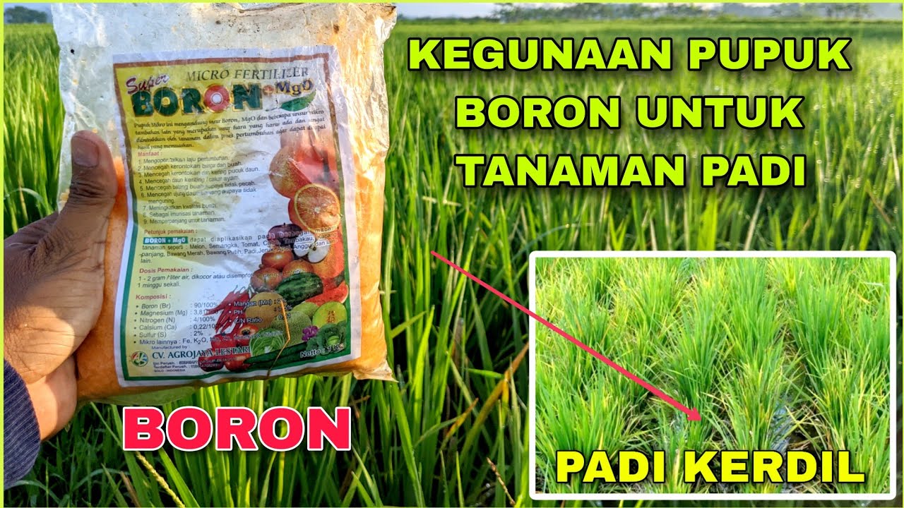 Pupuk Ini Wajib ada❗MANFAAT PUPUK BORON UNTUK PADI