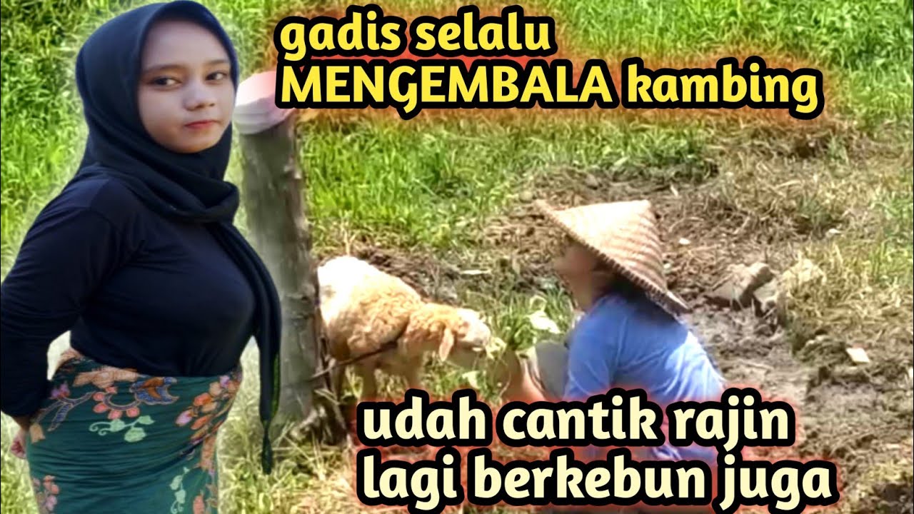 DAMBAAN HATI BANGEET...BERTEMU GADIS DESA MAU MENGEMBALA KAMBING..