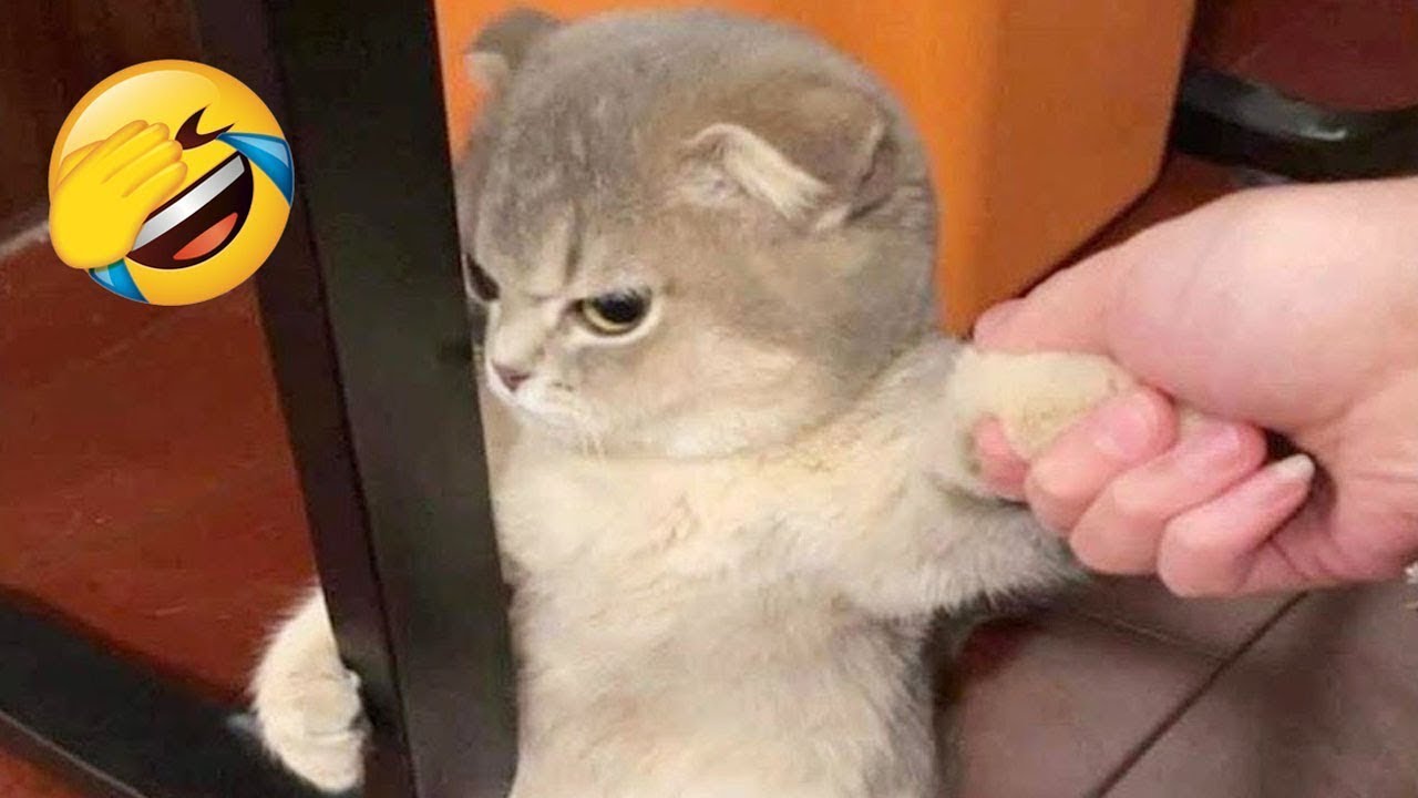 Try Not To Laugh 😂 Best Funny Cats and Dogs Videos 2026 😽🐶 Part 6