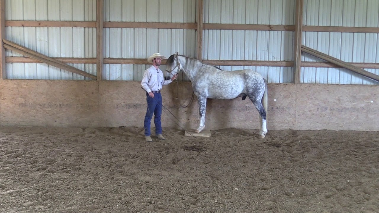 Teaching Your Horse to Work at Liberty Series | Mark Training #3