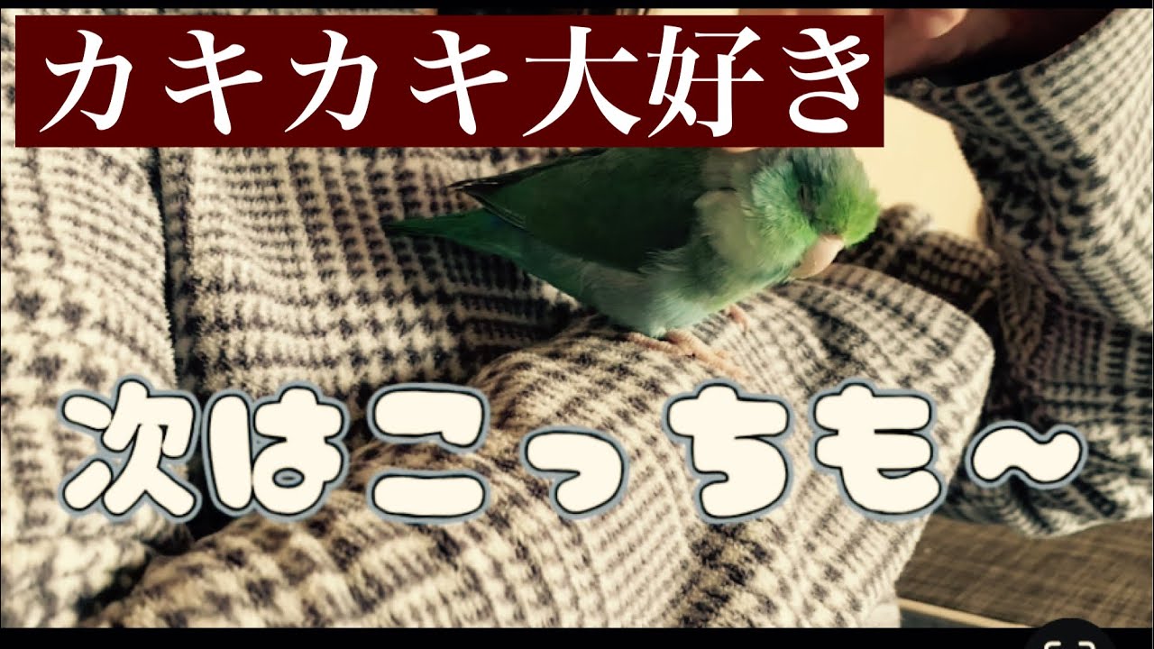 【マメルリハ来夢です】私はカキカキ大好き😘気持ちいいな〜❣️