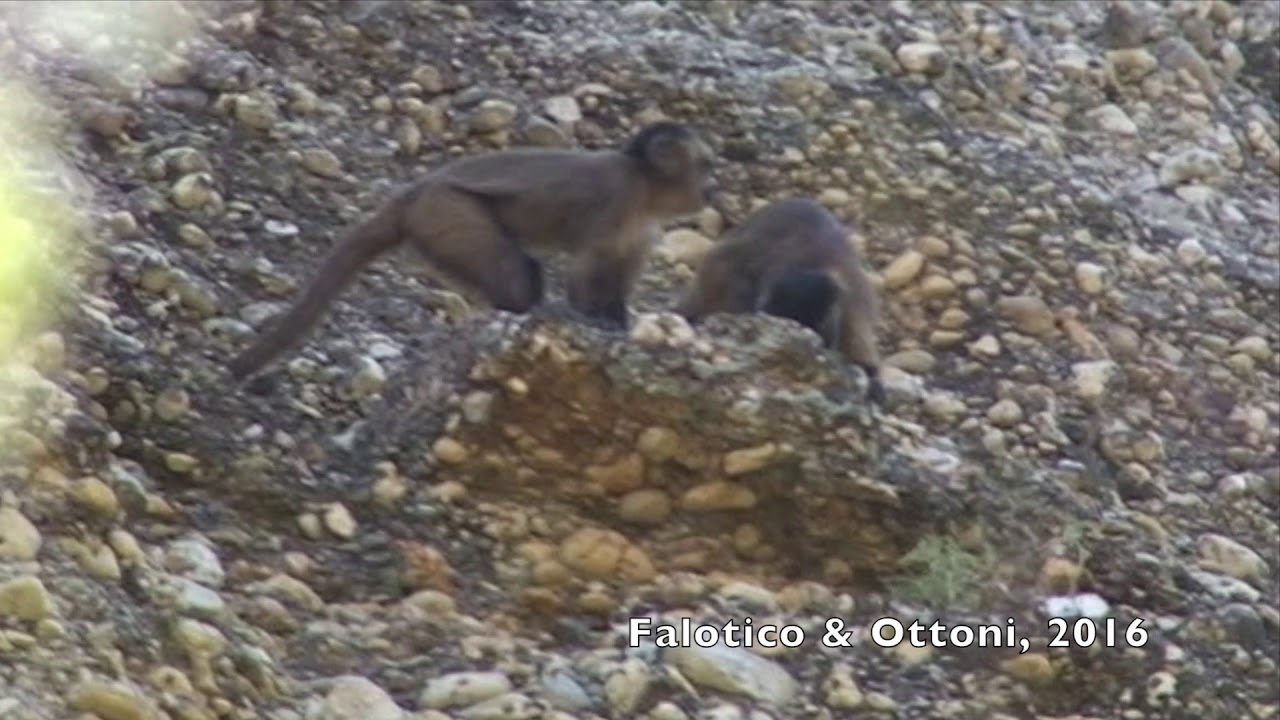 Quartz pebble pulverization by capuchin monkeys