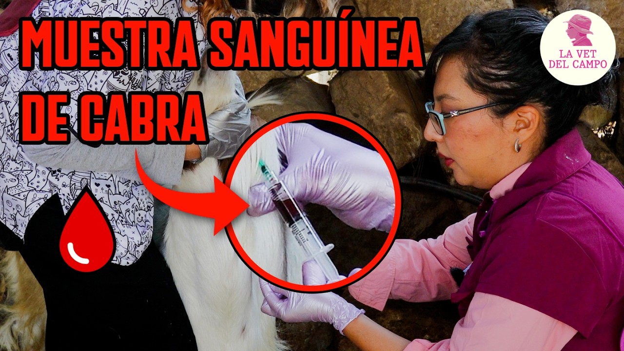 ¿Cómo Sangrar una Cabra?: Toma de Muestra Sanguínea Paso a Paso 🐐💉
