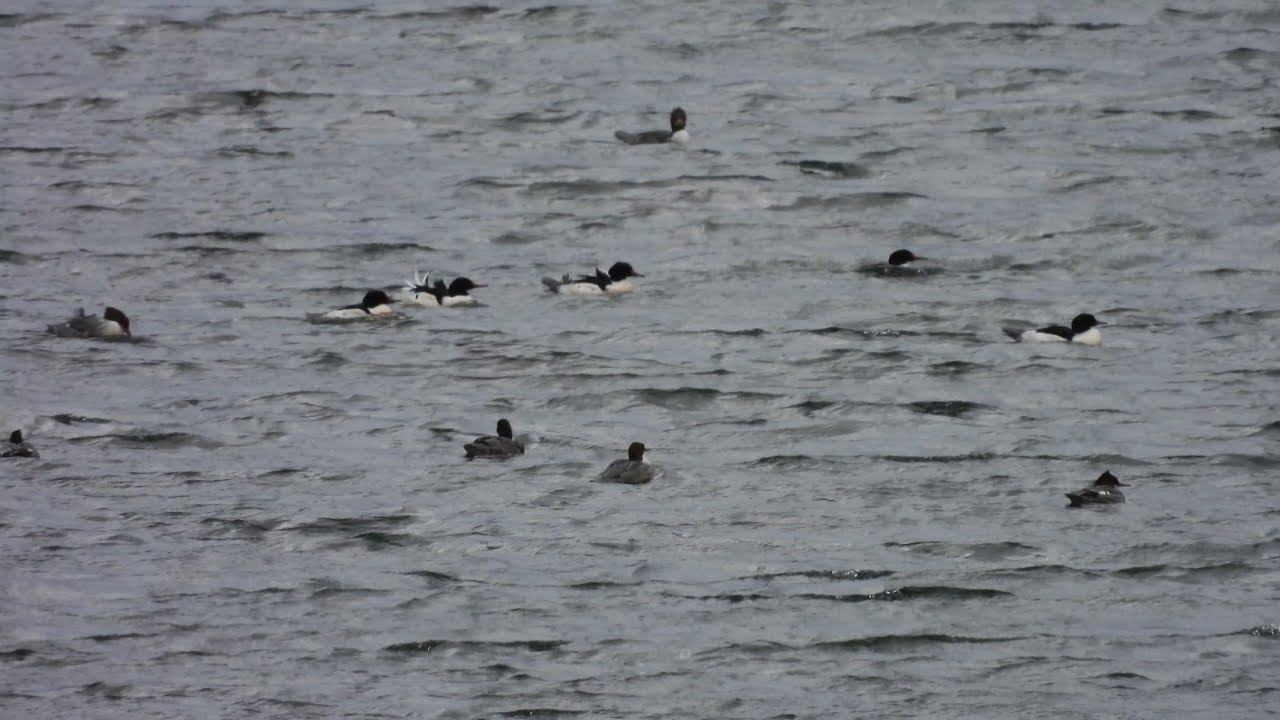 100 Common Mergansers (at least)