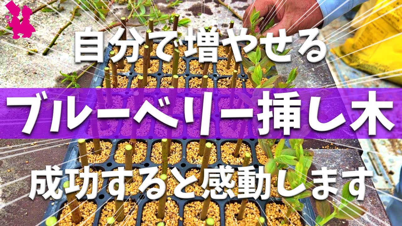 【やると楽しい】ブルーベリーの挿し木のやり方を実演します