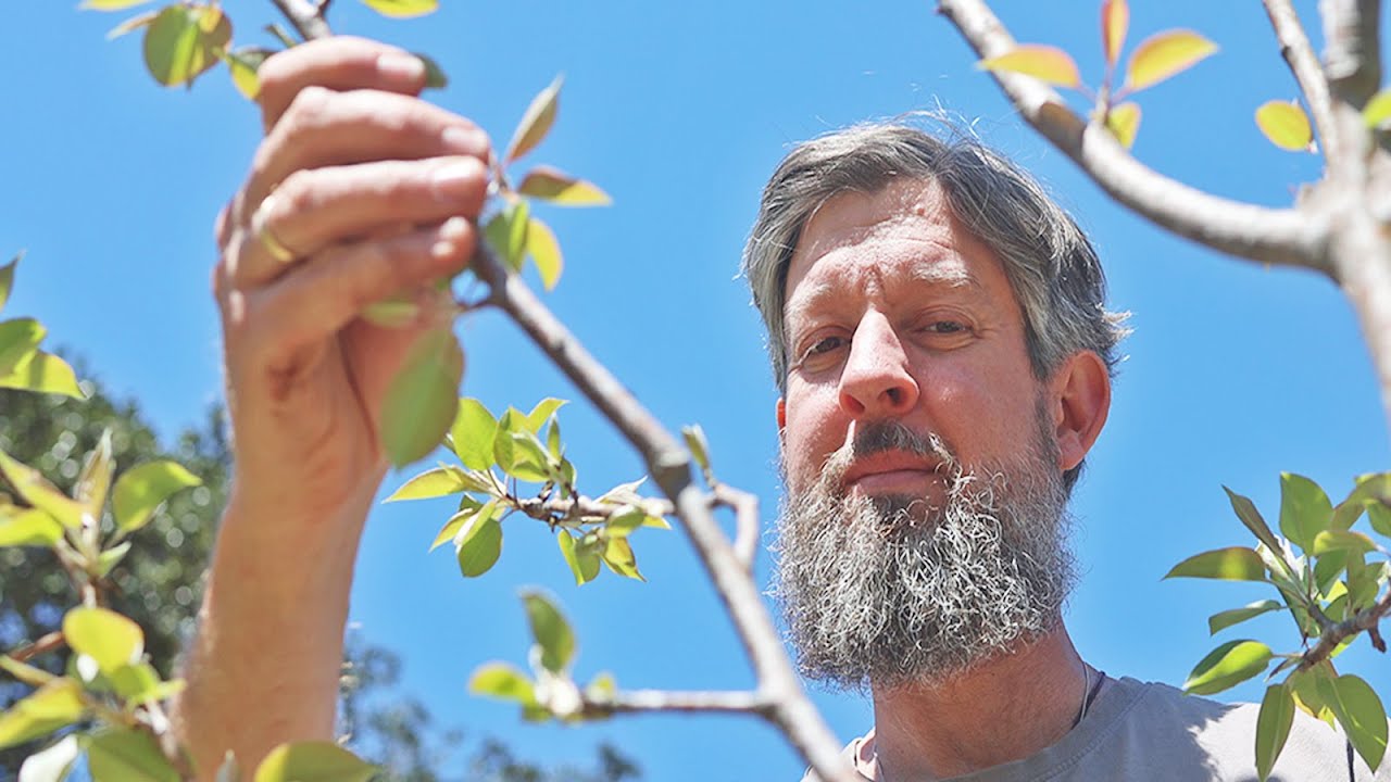 Get Fruit Trees to Grow Fast (The FREE Way)