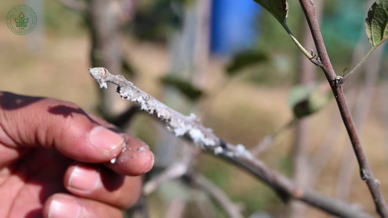 How to manage Woolly Aphid in apple| Dr YS Parmar University of Horticulture and Forestry, Nauni