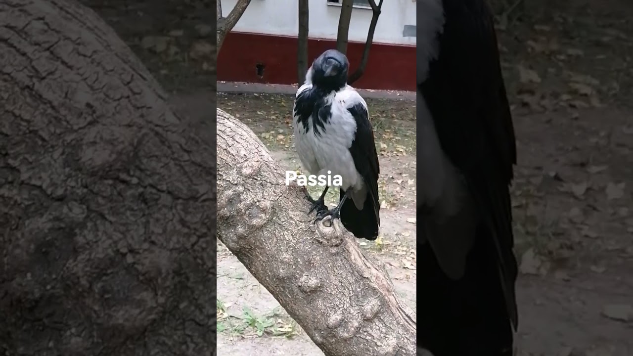 Ворона Пася пролиняла и стала красавицей / Female crow Passia becomes super cute after moulting
