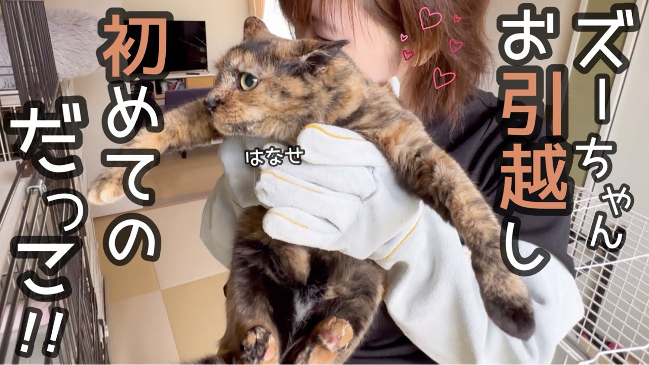ズーちゃんお引越しで初めての抱っこにママ思わず嬉し涙…💧