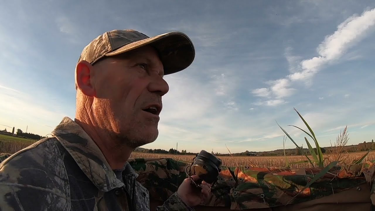 CHASSE AUX PIGEONS 2024  BEAUCOUP D OISEAUX PARTIE 1