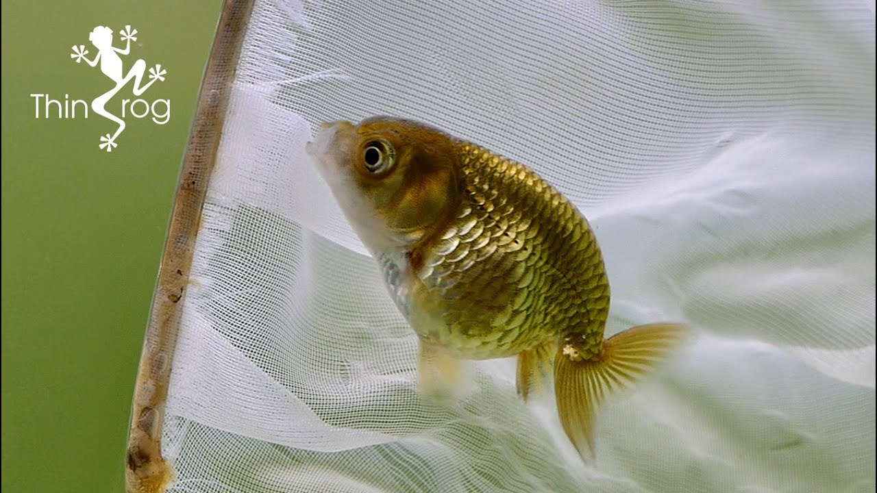 Baby Goldfish Update (2 Months Old)