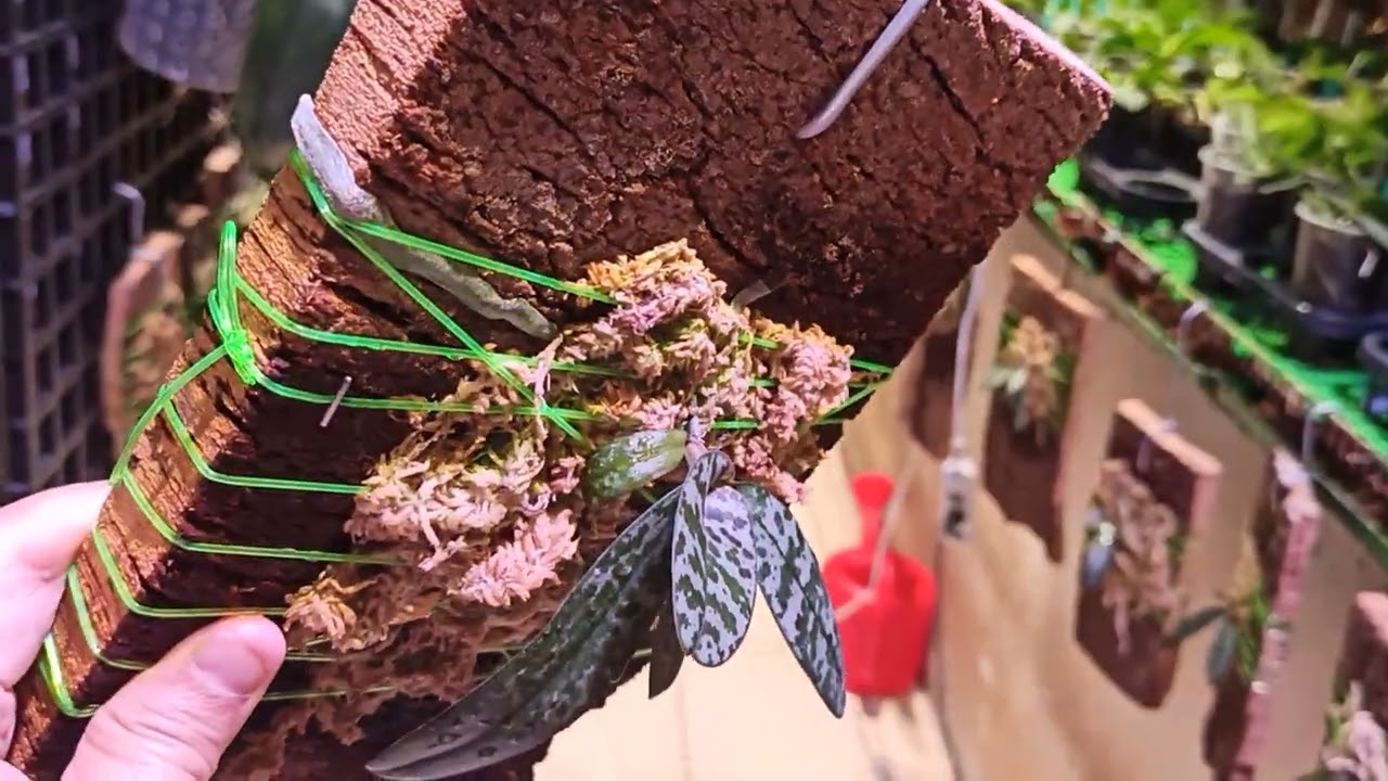 出瓶立即上板的那6顆西蕾麗，現在已經四個半月了，長成什麼樣子呢？