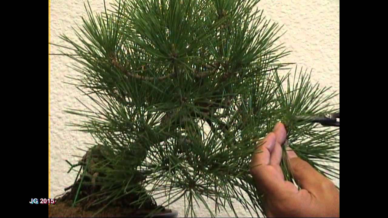 Pinus thunbergii  Pino negro japonés  1ª parte  Corte de agujas y brotes  Técnicas de cultivo  JG 20