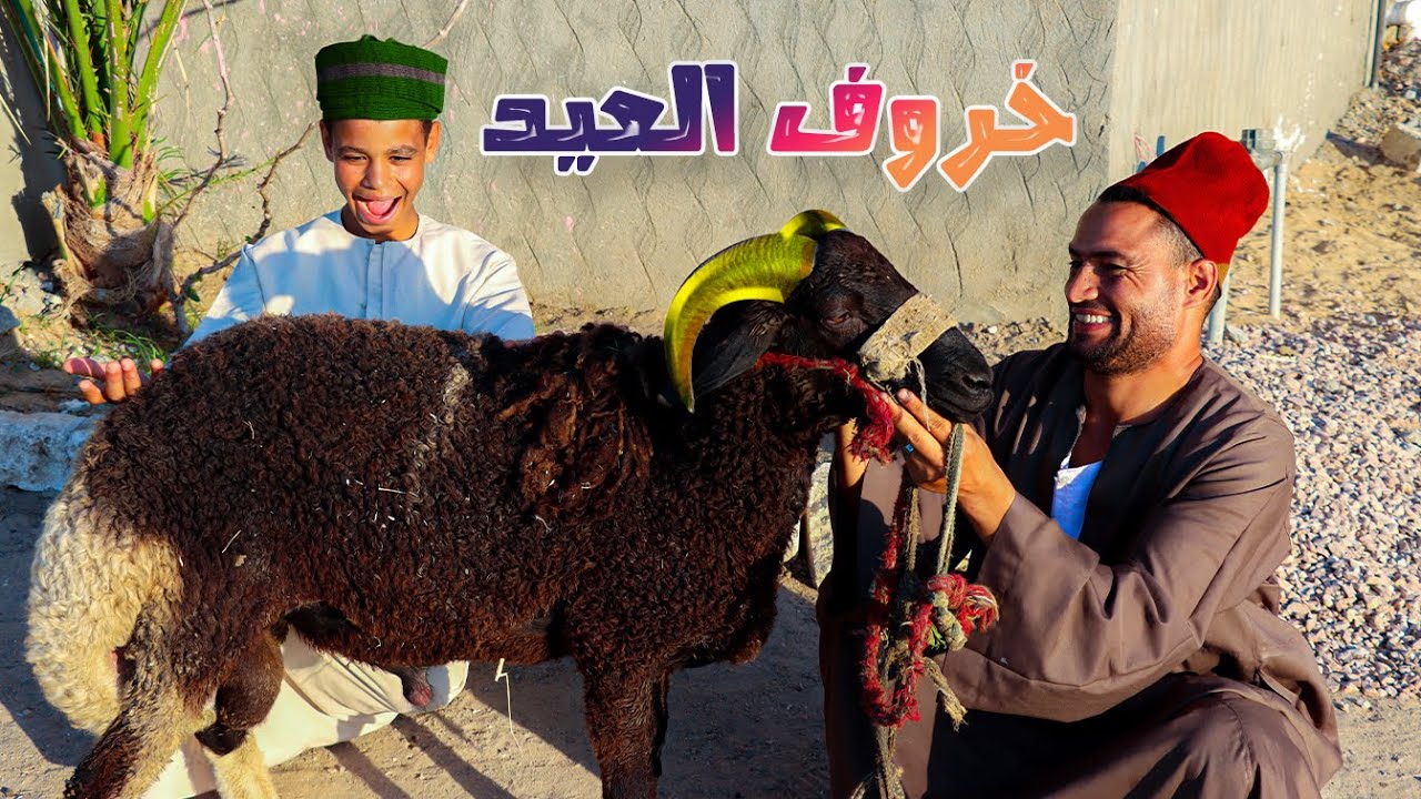 الحاج بسيونى اشترى خروف العيد - مش هتتوقعوا زوقلة فرح قد ايه - عيد الاضحى