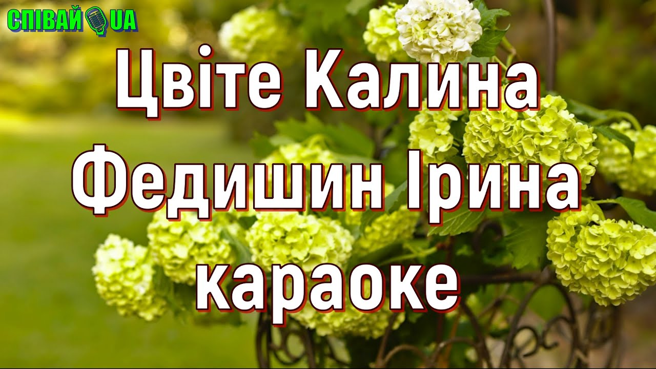 Цвіте калина (мінус, караоке)