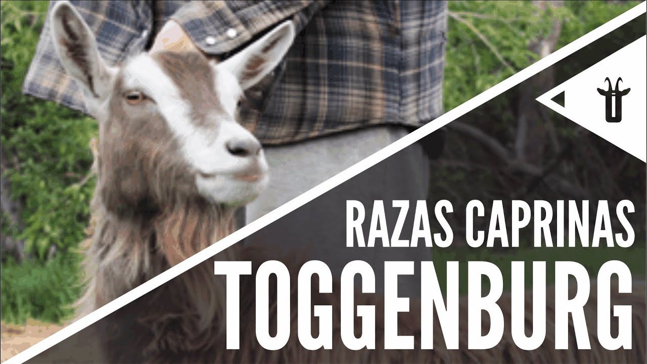 Toggenburg | Razas caprinas