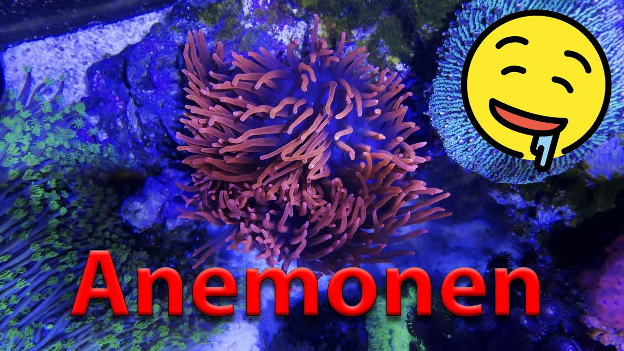 Blue Passion - Was ihr über Anemonen wissen müsst