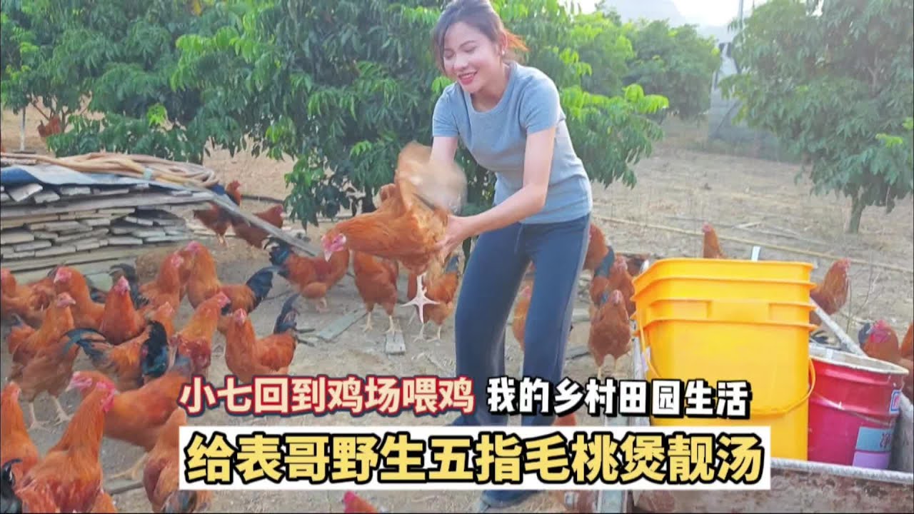 小七大力搅拌米糠喂鸡，再过几个月，就能和野生五指毛桃煲靓汤了 