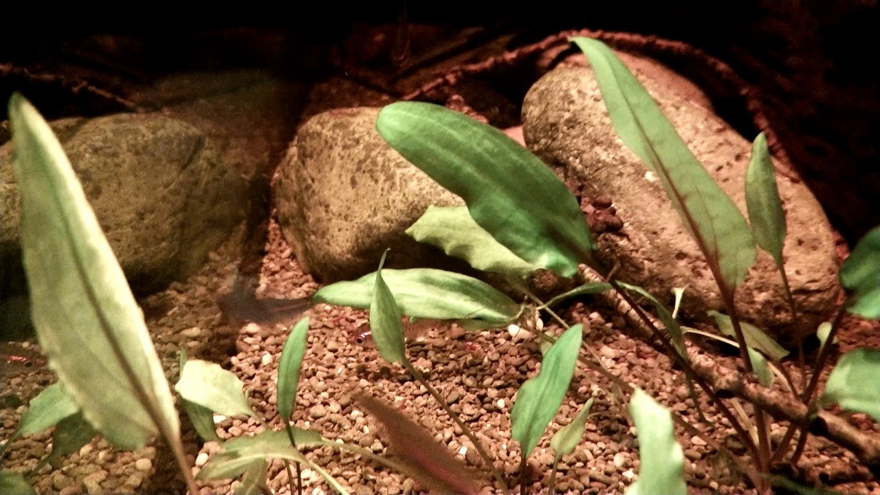 rasbora pauciperforata
