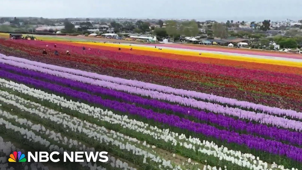 California flower fields attract thousands of visitors